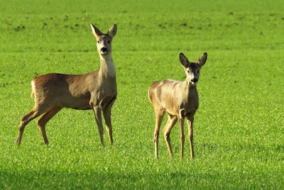 hiking in estonia, roe deer safari tours hiking in estonia, roe deer safari tours