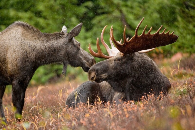 moose and deer watching safari tours in estonia