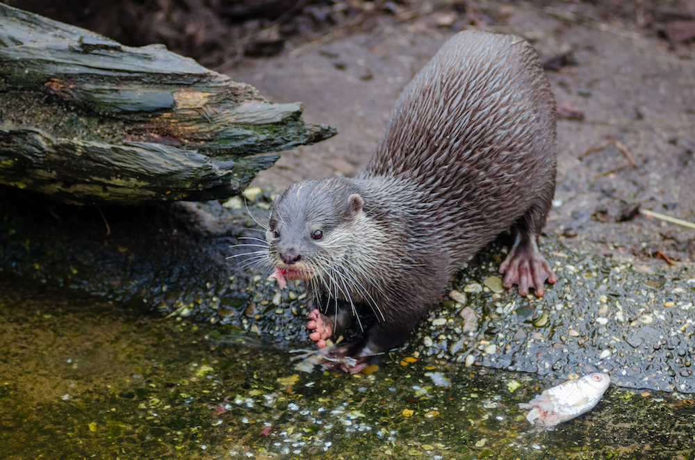 Otter whatching tours and photography trips in Estonia